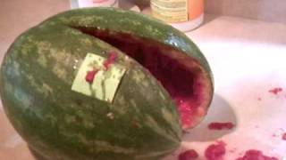 Watermelon Explodes from Fermentation [upl. by Demah]