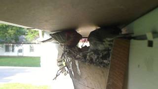 House Finches Nest in Artificial Barn Swallow Nest [upl. by Lou]