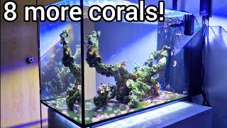 Nano Reef Tank Update  8 more corals [upl. by Aihtnis]