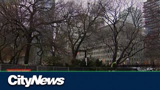 Osgoode Hall tree removal can continue after judge ruling [upl. by Constanta817]