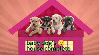 baby builds dogs house 😲🙏🥺 SafetyShortst5r [upl. by Drusy]