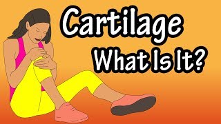 What Is Cartilage  Functions Of Cartilage  Types Of Cartilage  Structure Of Cartilage [upl. by Bocaj]