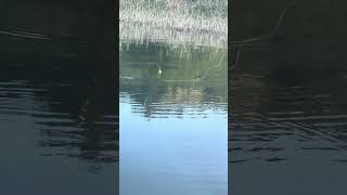 042022 Fishing  Lake Hennessey [upl. by Niveg]