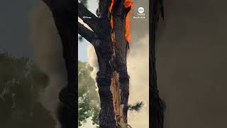 Tree falls apart after lightning strike fire [upl. by Urata]