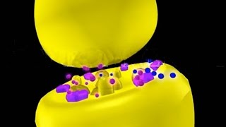 Nicotine amp Muscarine 3D Animation Neurotoxins [upl. by Leuneb506]