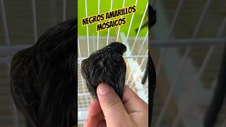 NEGROS AMARILLOS MOSAICOSave canario ornitologia canaricultura canary canarino bird jilguero [upl. by Ntsuj]