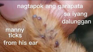 DAGHAN GIHAPON ANG GARAPATA SA IYANG DALUNGGANMANNY TICKS FROM HIS EAR [upl. by Niven233]