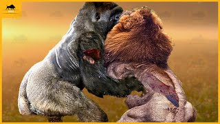 35 Moments When Many Gorillas Unite To Destroy Lions What Will Happen  Animal Fight [upl. by Sukey837]