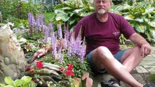 7 Hardy Perennials  Astilbe [upl. by Vins]