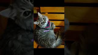 catsais and eris youtubeshorts cattowatch cat catswatch kittencute ytcat kittycat catlover [upl. by Gulgee938]