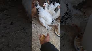 Brahma chicken  دجاج البراهما الارميني [upl. by Androw]