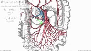 Superior Mesenteric Artery  Anatomy Tutorial [upl. by Krock]