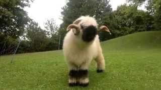 Valais Blacknose Sheep [upl. by Yaf94]