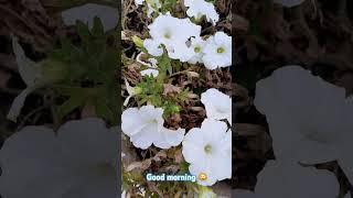 Divinely beautiful white Petunia 🥰 [upl. by Tcideneb505]