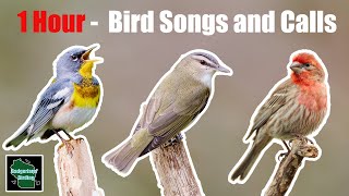 1 Hour of North American Bird Songs and Calls [upl. by Ettellocin]