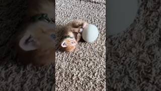 Funniest animals  cute animals  animals cuteanimals funniestanimals funnyanimals [upl. by Jahdai804]