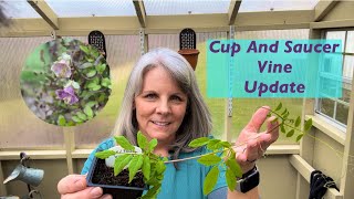 Cup And Saucer Vine Update 🌱 These Beauties are Really Growing  Gardening On Taylor Mountain [upl. by Ak414]