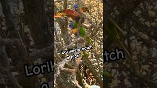 Lorikeets Plan Secret Cockatoo Ambush Birds parrot Tricks sounds [upl. by Ossy526]