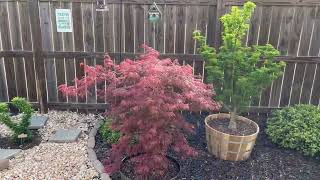 Acer Shirasawanum Moonrise Acer Palmatum Shishigashira and Acer Palmatum Dissectum Orangeola [upl. by Gut]