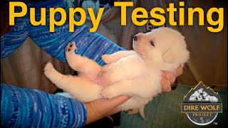 Testing puppies with humans for the first time [upl. by Thorlay466]