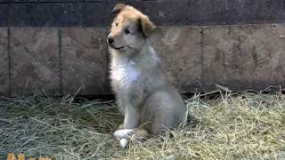 Ambient Puppies Puppy Tales DVD Trailer [upl. by Rhee]