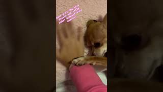 why does Mia love this so much ytshorts chihuahua funny cuteanimal [upl. by Ecinert]