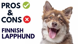 Finnish Lapphund Dog Breed Pros and Cons  Finnish Lapphund Advantages and Disadvantages [upl. by Plath]