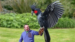 10 Most Expensive Birds in the World [upl. by Pegeen295]