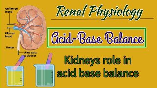 Role Of The Kidney In AcidBase BaanceRenal Physiology [upl. by Bink92]