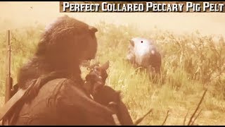 Where To Find A Peccary Pig  Red Dead Redemption 2 Perfect Pelt Location Guide RDR2 [upl. by Niac]