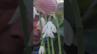 Autumn Snowdrop Season snowdrops autumn gardening explore adventure ideas motivation garden [upl. by Thomasin]