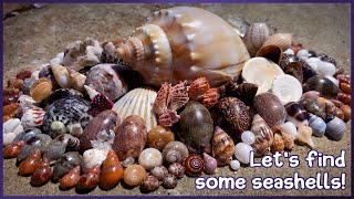 Finding Seashells over Two Days  Low Tide Rock Pools amp Mircoshells shelling shells [upl. by Okia]