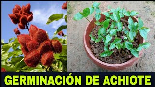 COMO HACER UNA CORRECTA GERMINACIÓN DE SEMILLAS DE ACHIOTE [upl. by Stuart979]