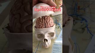 Human Brain । इंसान का दिमाग अंदर से कैसा होता है shorts viral [upl. by Enoitna193]