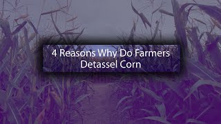 4 Reasons Why Do Farmers Detassel Corn [upl. by Ardnikal]