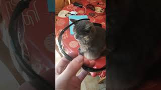 Will Nebelung cat wear sunglasses cat cute animals catlover pets kitten funnycats kitty [upl. by Kazimir]