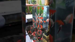 beautiful fish tank 😍🐬shortvideo beautiful trending fish [upl. by Vaughan]