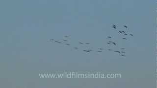 Amazing flock of birds in Vshaped flight pattern [upl. by Esertap]