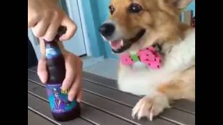 Corgi Getting Lit Corgi Bottle Opener [upl. by Groh208]