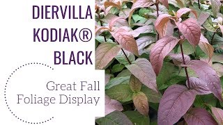 Diervilla Kodiak®️ Black  wwwgardencrossingscom [upl. by Moishe]