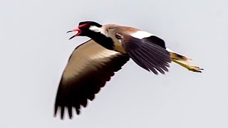 Redwattled lapwing Sounds [upl. by Basham]