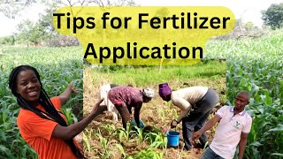 methods of fertilizer application for high yield in maize farming tips and tricks to apply in Ghana [upl. by Adlev862]