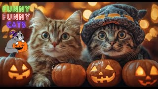 Funny Cat Videos Compilation 😹Funny Cat Videos on Youtube😹Funniest Cat Videos of All Time 😺 Part 126 [upl. by Eugor70]