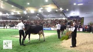 Space 2018  ambiance et concours PrimHolstein [upl. by Ninetta]