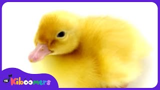 Six Little Ducks Video  The Kiboomers Preschool Songs amp Nursery Rhymes About Animals [upl. by Eatnwahs]