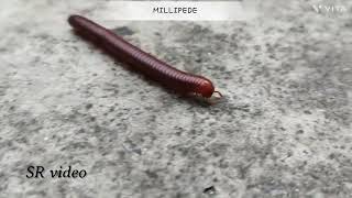 MILLIPEDE [upl. by Keligot319]