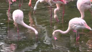 Chile Flamingos filtrieren Plankton aus dem Wasser [upl. by Bryon]