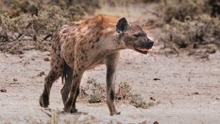 Mammals of Namibia  Southern Africa [upl. by Mallin836]