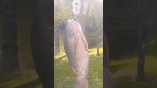 Maior tilápia que vi até hoje tilapia fishing [upl. by Anifad566]