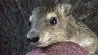 Squiggy The Hyrax Replies To Wild Boyfriend [upl. by Ninehc]